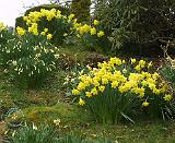 Daffodils 8R34D-19